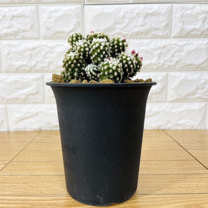 観葉植物 選べる可愛いサイズの５号鉢 パキラ ロブスター ゴムの木 オーガスタ サンスベリア ガジュマル サボテン 金鯱 銀毛玉 カラテア・マコヤナ |  | 06