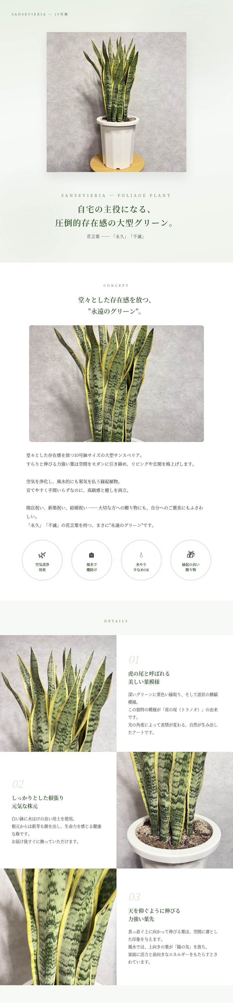 観葉植物 サンスベリア 10号鉢苗 大型種類 おしゃれ 室内 インテリア 