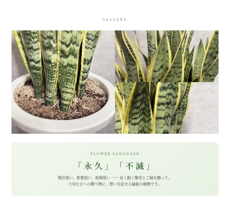 観葉植物 サンスベリア 10号鉢苗 大型種類 おしゃれ 室内 インテリア