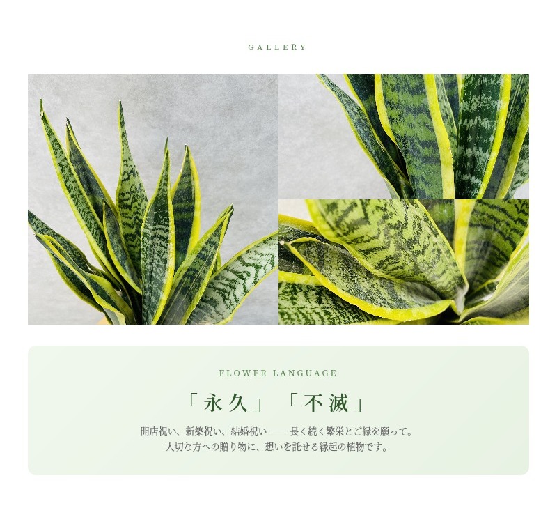 観葉植物 サンスベリア 6号鉢苗 大きい種類 おしゃれな室内インテ リア