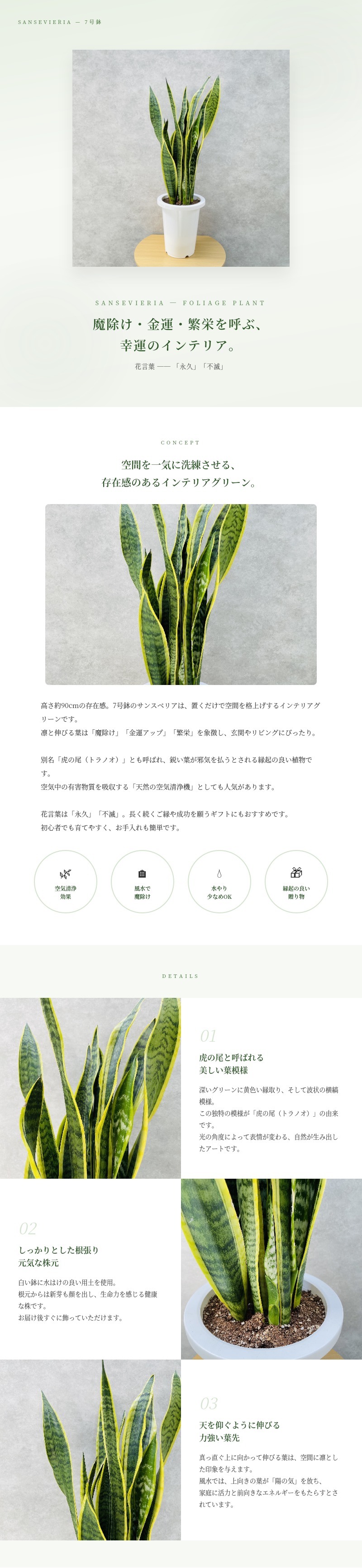 観葉植物 サンスベリア 7号鉢苗 大きい種類 おしゃれな室内インテ リア 