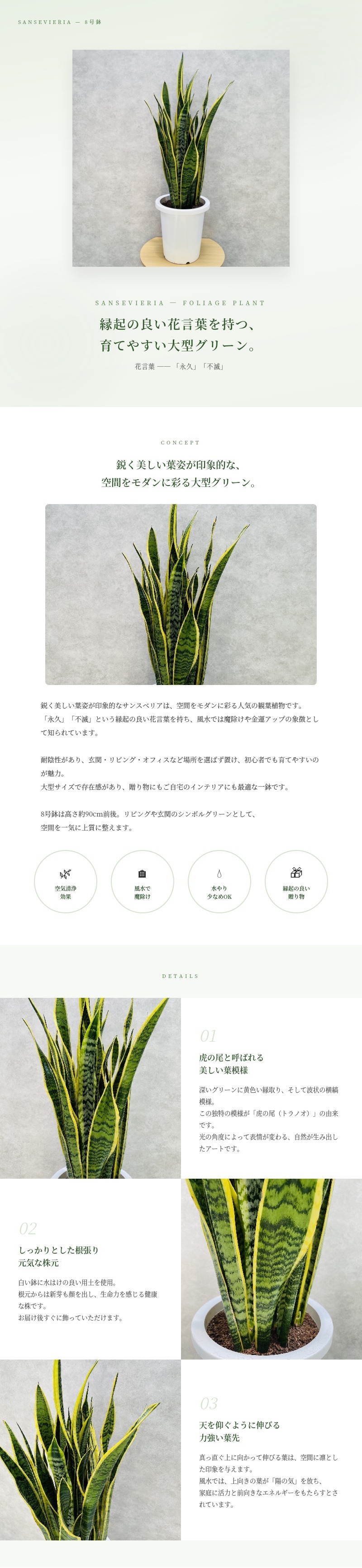 観葉植物 サンスベリア 8号鉢苗 大きい種類 おしゃれな室内インテ リア