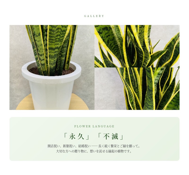 観葉植物 サンスベリア 8号鉢苗 大きい種類 おしゃれな室内インテ リア