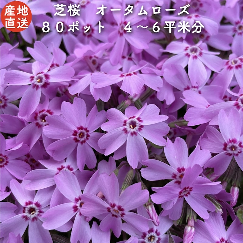 レビュー特典あり 高品質 芝桜 オータムローズ ピンク色種（桃色 