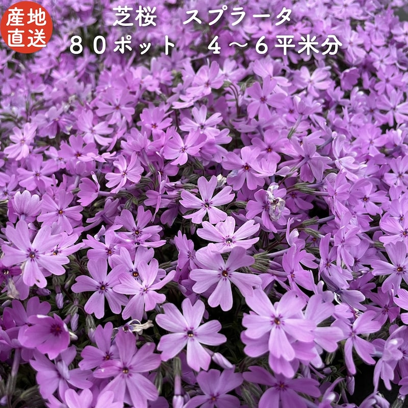 スプラータ