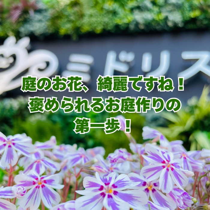 芝桜 苗 モンブランホワイト 白の花品種 種類 9cmポット 40株