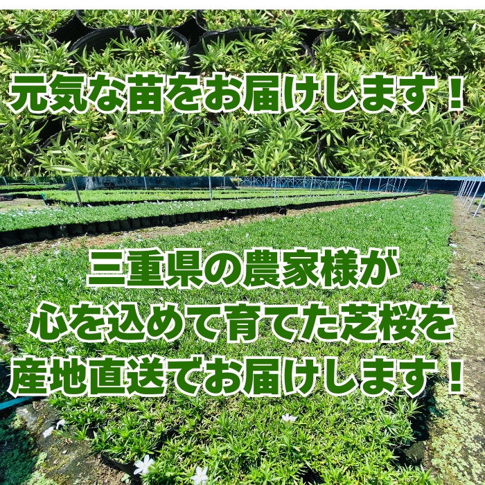 産地直送