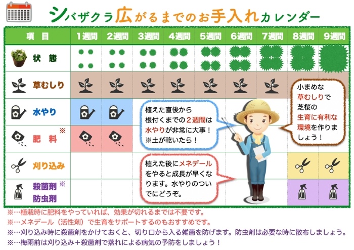 芝桜が広がるまでのお手入れカレンダー