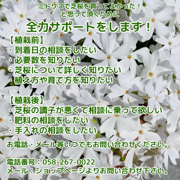 芝桜 苗 モンブランホワイト 白の花品種 種類 9cmポット 40株 芝桜 苗 モンブランホワイト 白の花品種 種類 9cmポット 40株