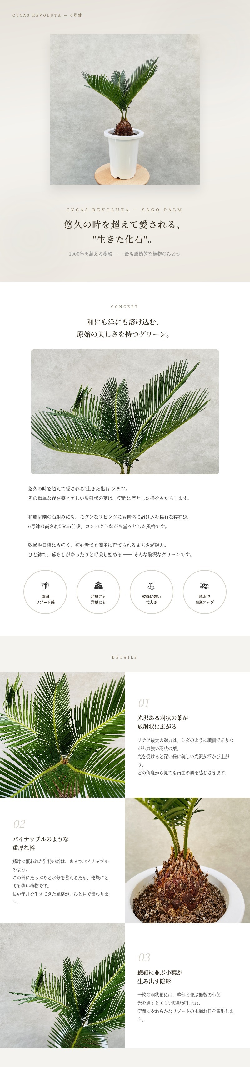 観葉植物 ソテツ 蘇鉄 6号鉢苗 大型種類 庭木 風水 地植え おしゃれな
