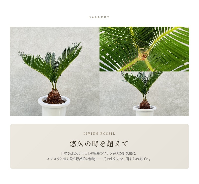 観葉植物 ソテツ 蘇鉄 6号鉢苗 大型種類 庭木 風水 地植え おしゃれな