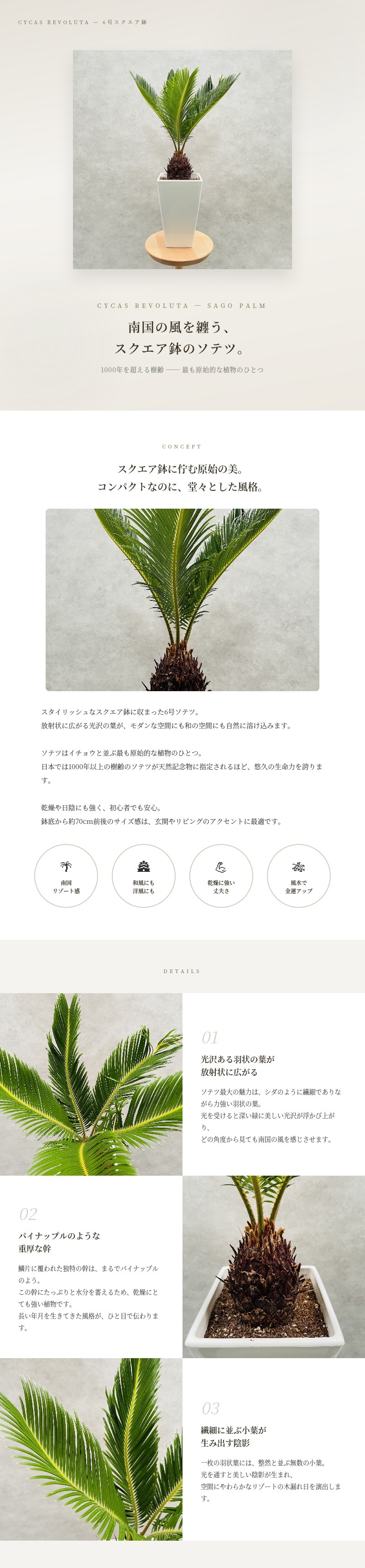 観葉植物 ソテツ 蘇鉄 6号スクエア鉢苗 大型種類 室内 庭木 風水 地