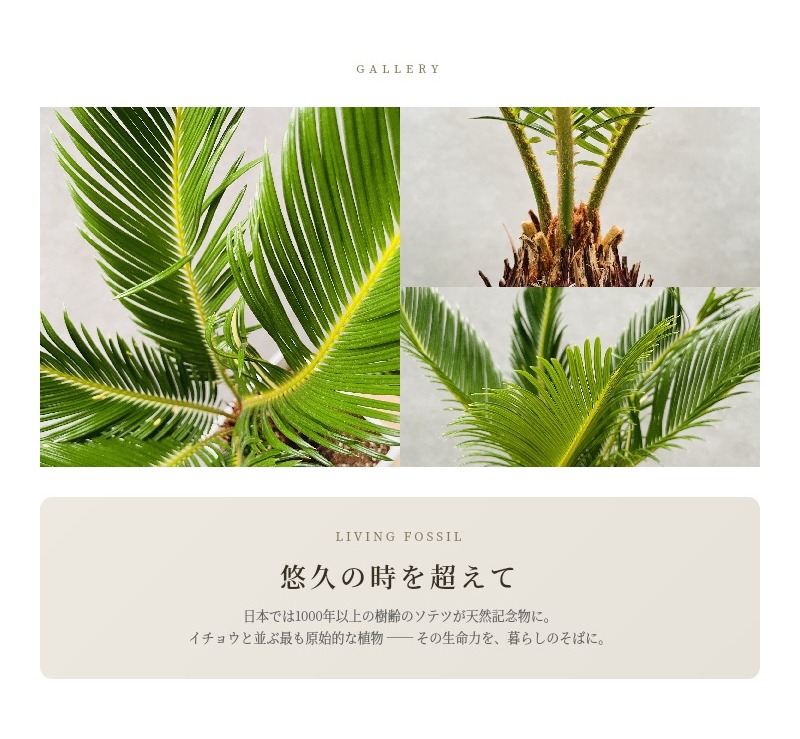 雌木ソテツ（巨大サイズ株）インテリア用 観葉植物 ソテツ 蘇鉄 6号スクエア鉢苗 大型種類 室内 庭木 風水 地