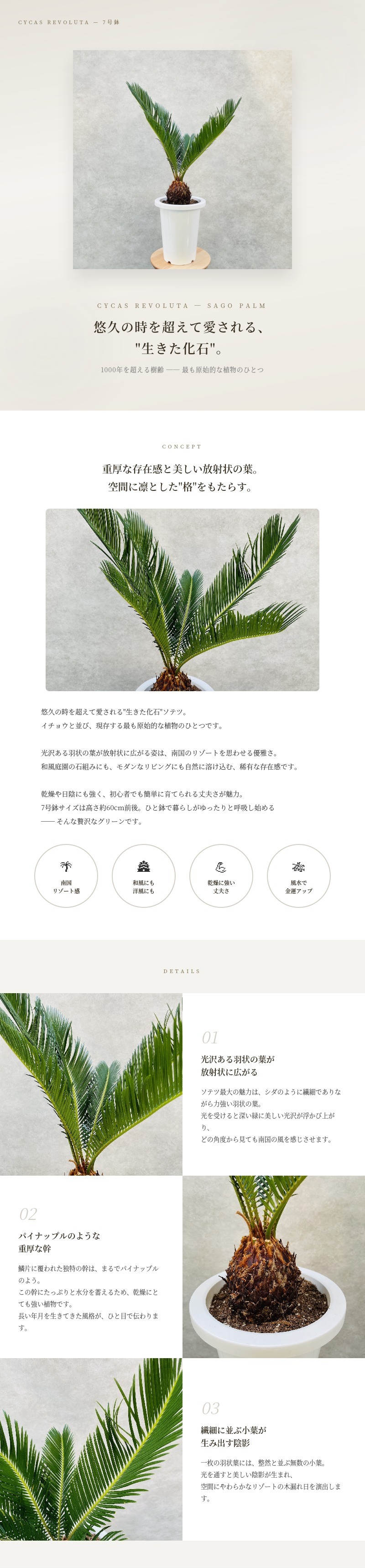 観葉植物 ソテツ 蘇鉄 7号鉢苗 大型種類 庭木 風水 地植え おしゃれな