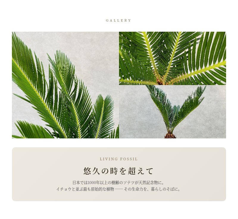 観葉植物 ソテツ 蘇鉄 7号鉢苗 大型種類 庭木 風水 地植え おしゃれな