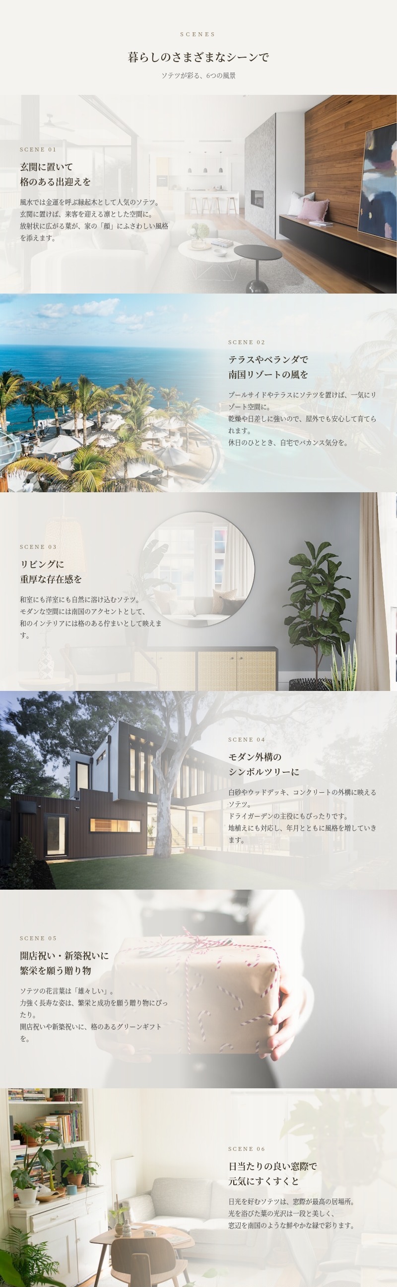 観葉植物 ソテツ 蘇鉄 7号鉢苗 大型種類 庭木 風水 地植え おしゃれな
