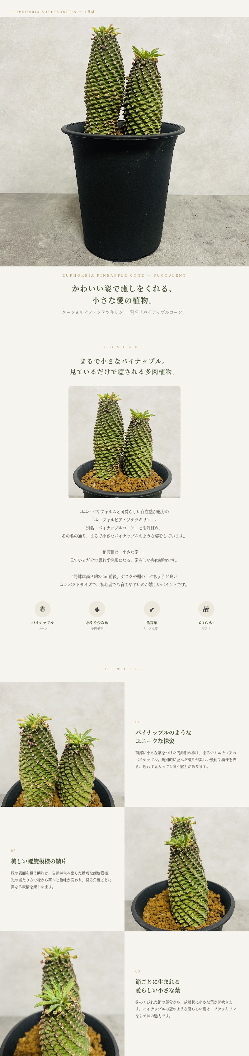 観葉植物 ユーフォルビア ソテツキリン 4号鉢苗 パイナップルコーン