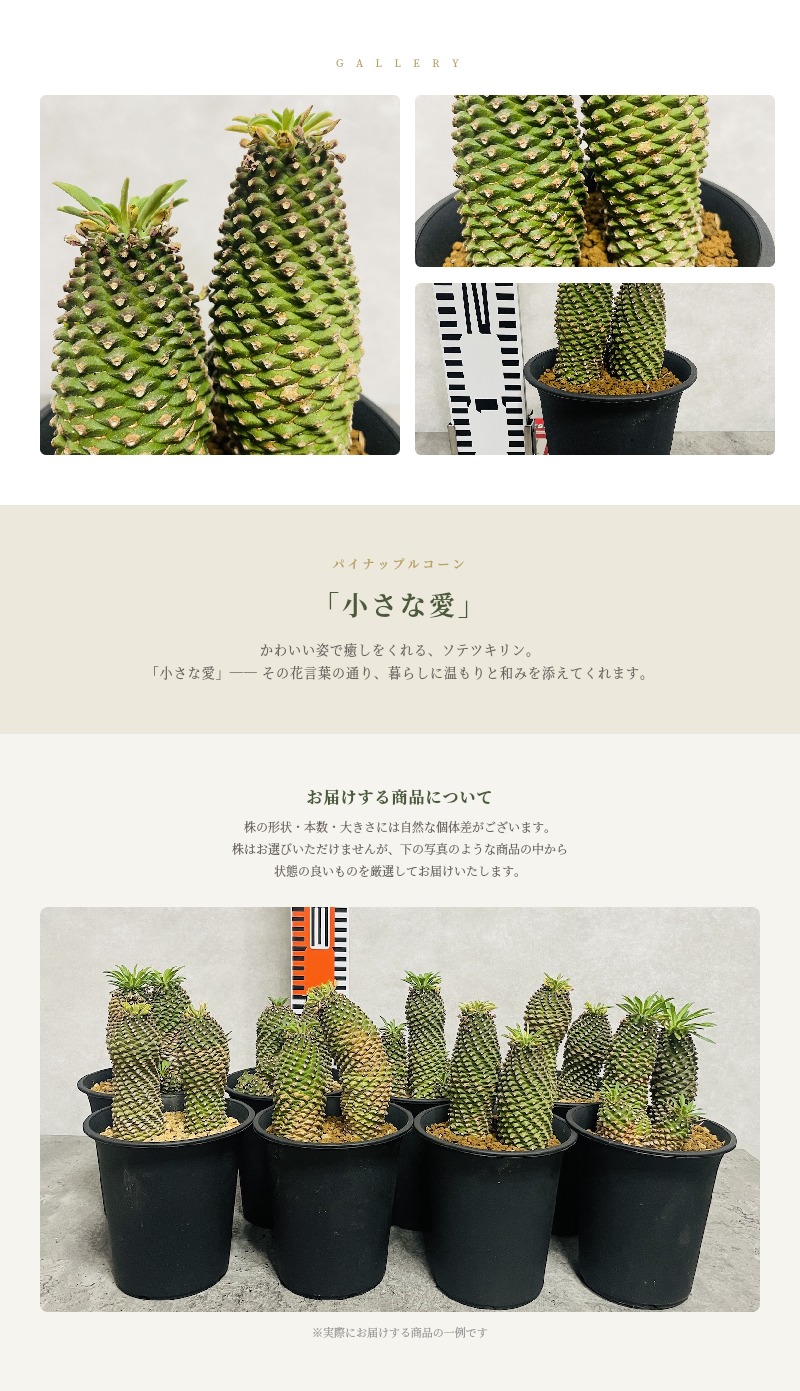 観葉植物 ユーフォルビア ソテツキリン 4号鉢苗 パイナップルコーン