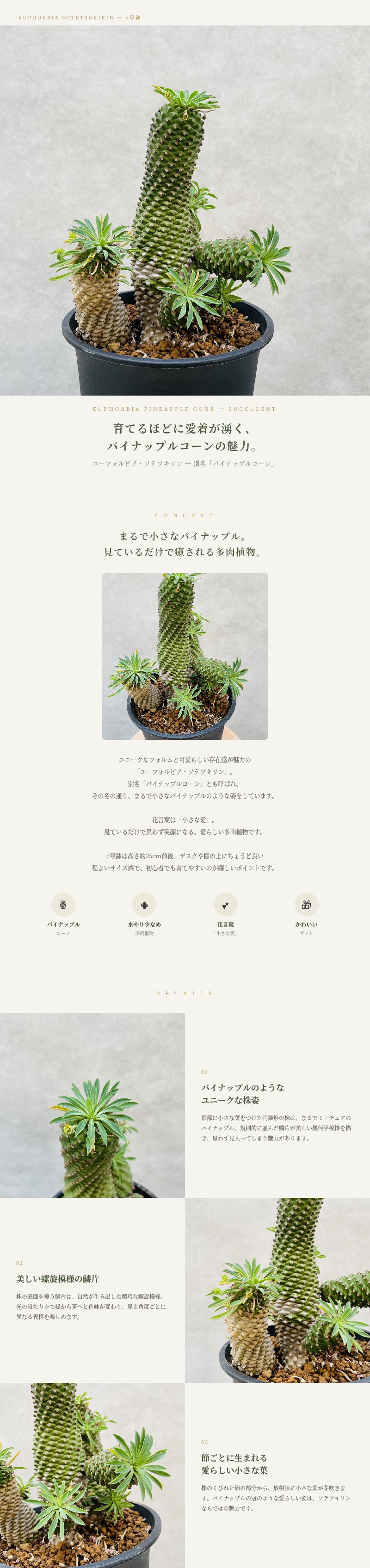 観葉植物 ユーフォルビア ソテツキリン 5号鉢苗 パイナップルコーン