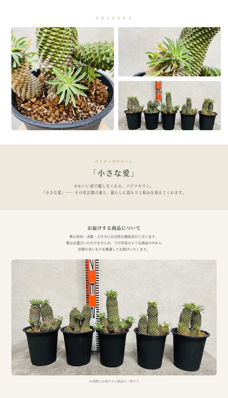 観葉植物 ユーフォルビア ソテツキリン 5号鉢苗 パイナップルコーン