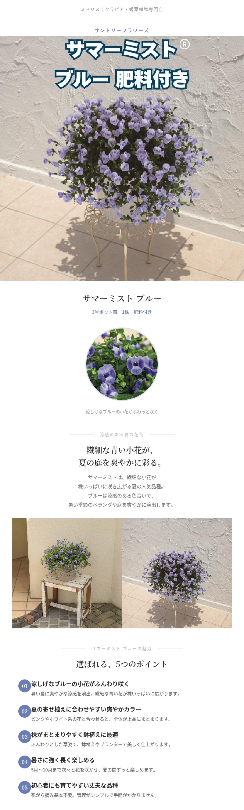 専用ページ　青花*3 サマー*1 サマーミスト ブルー 1株 3号ポット サントリーフラワーズ