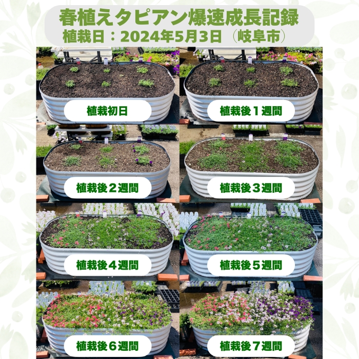 春植えタピアンの成長記録