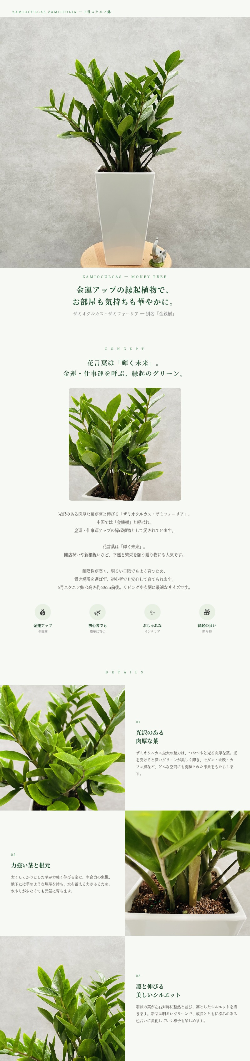 観葉植物 ザミオクルカス ザミフォーリア 6号鉢 金銭樹 耐陰性種類 