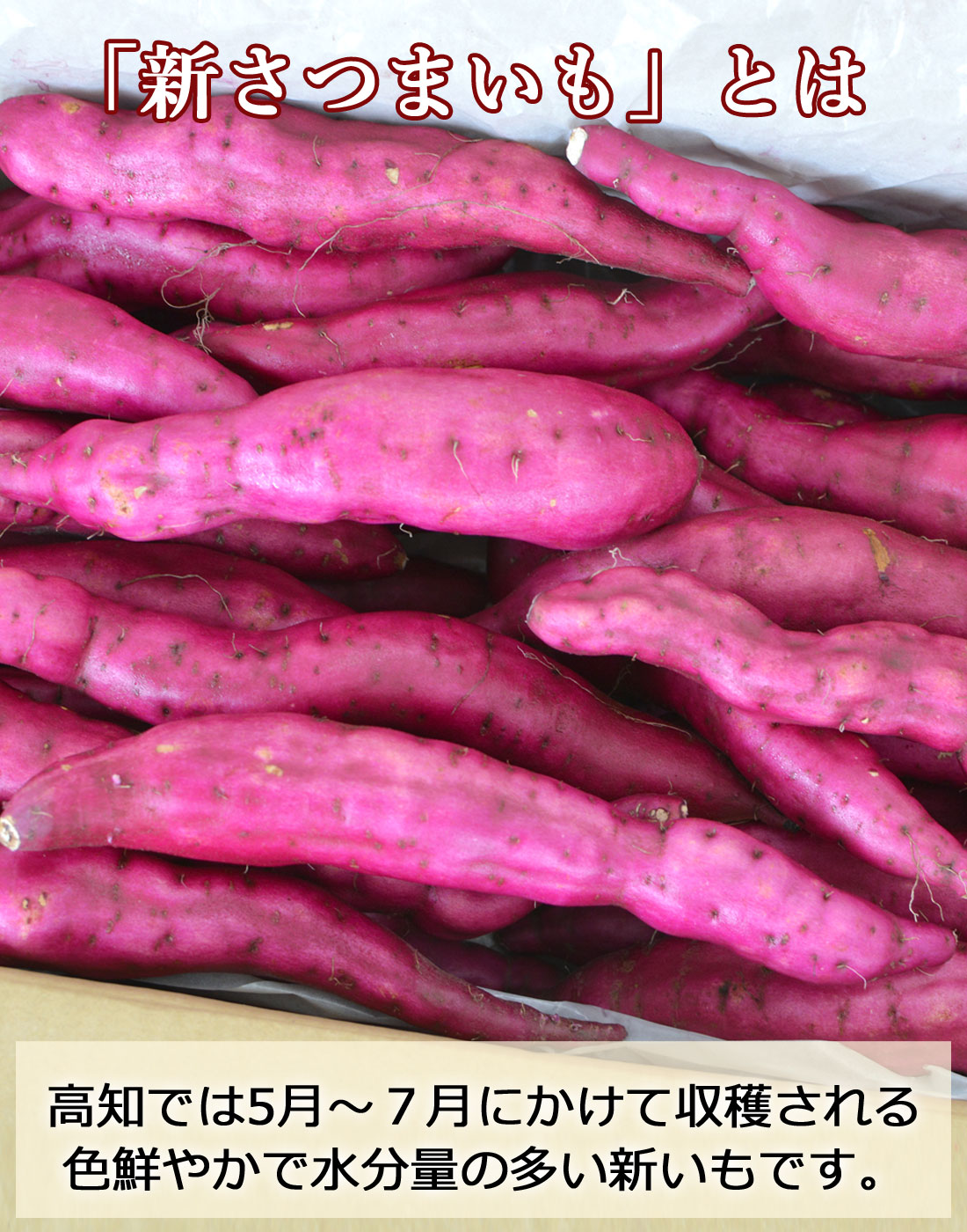 新芋　高知県産　約5キロ　31 chokuhan_f060814n008s1