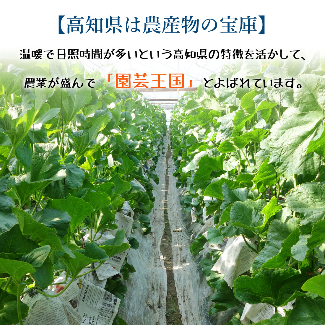 限定10個 メロン 高知産 家庭用 6玉 高級 温室 ハウスメロン 青