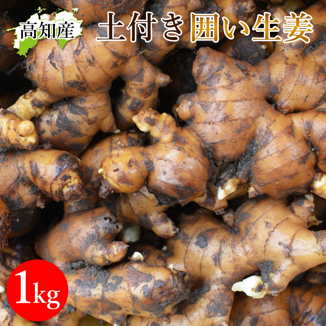 山北産直 生姜 訳あり 20kg 高知県産 国産 しょうが 農家直送