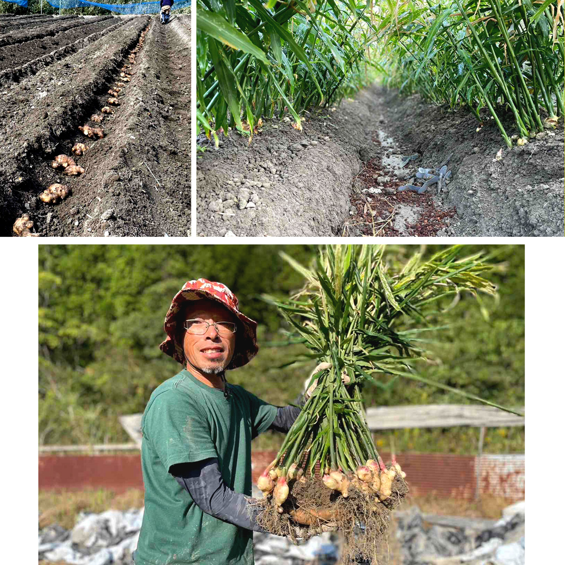 窪川産直 新生姜 2025 有機JAS 洗い 栽培期間中無農薬 生姜 2kg 四万十
