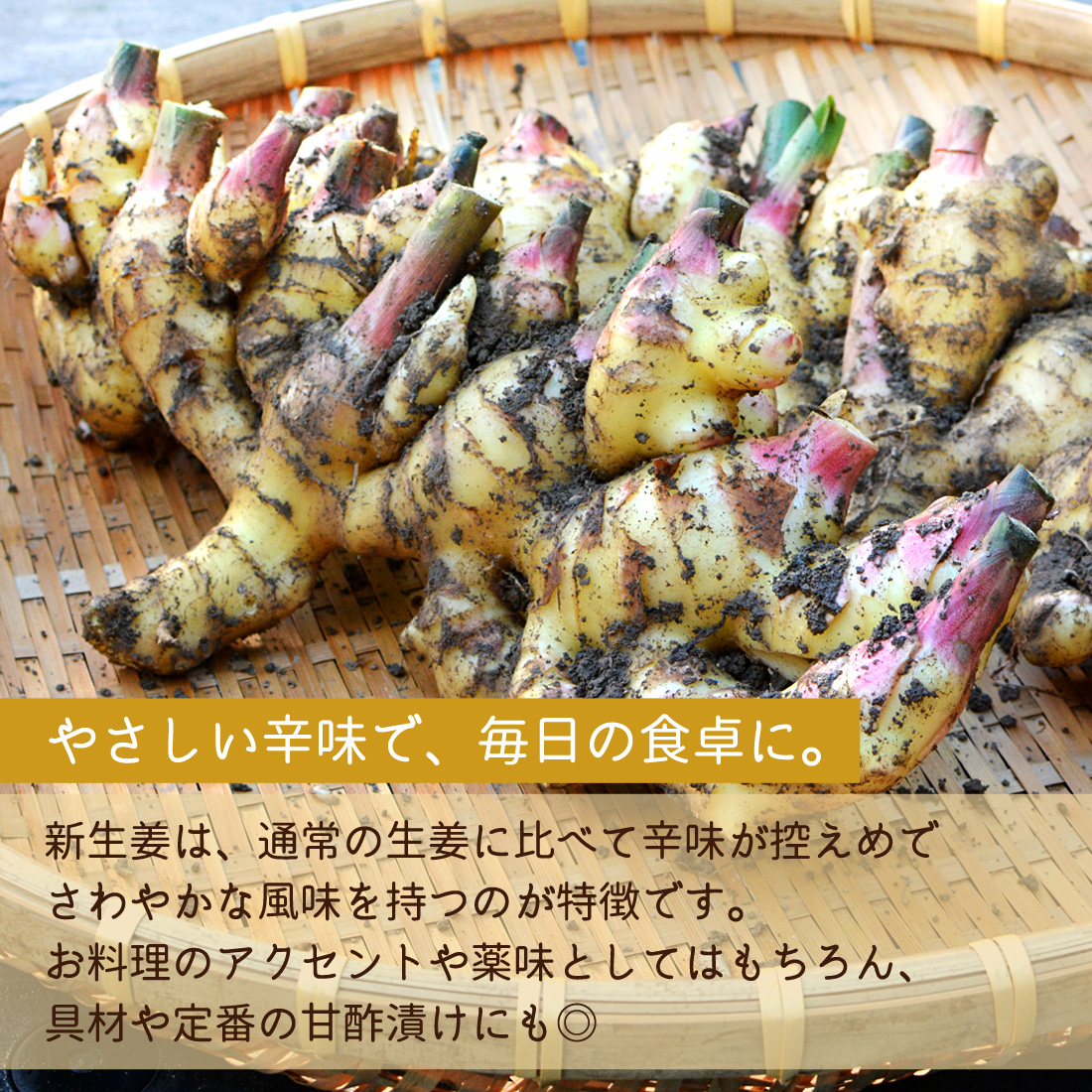 窪川産直 新生姜 2025 有機JAS 洗い 栽培期間中無農薬 生姜 2kg 四万十