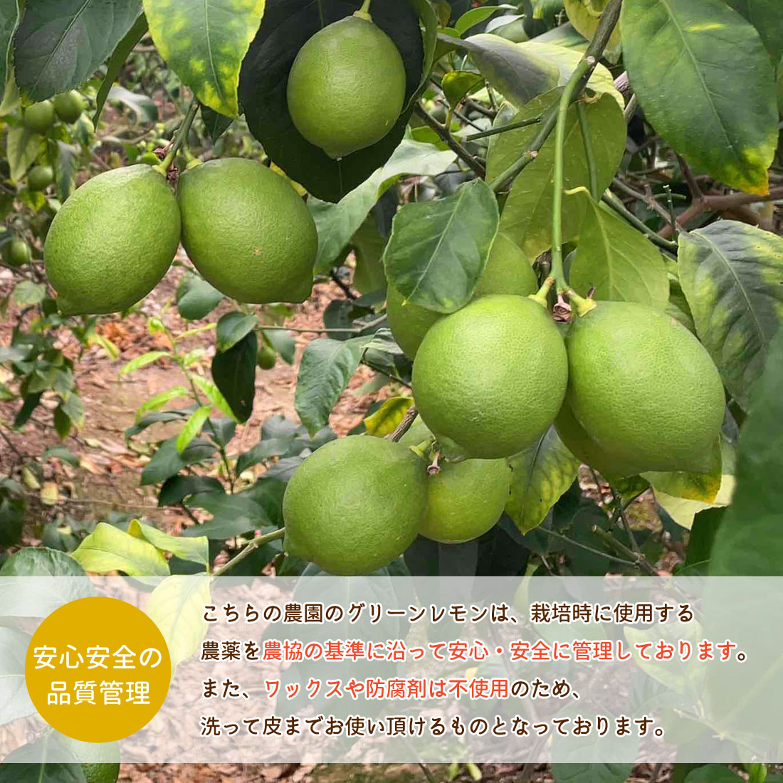グリーンレモン 秀品 5kg レモン 山北産 檸檬 産地直送 高知県産 国産