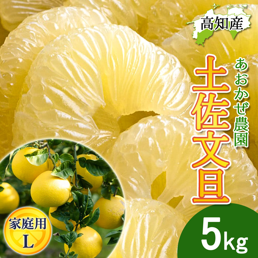 文旦 土佐文旦 家庭用 Lサイズ 11〜13玉 5kg 宿毛文旦 産直 あおかぜ