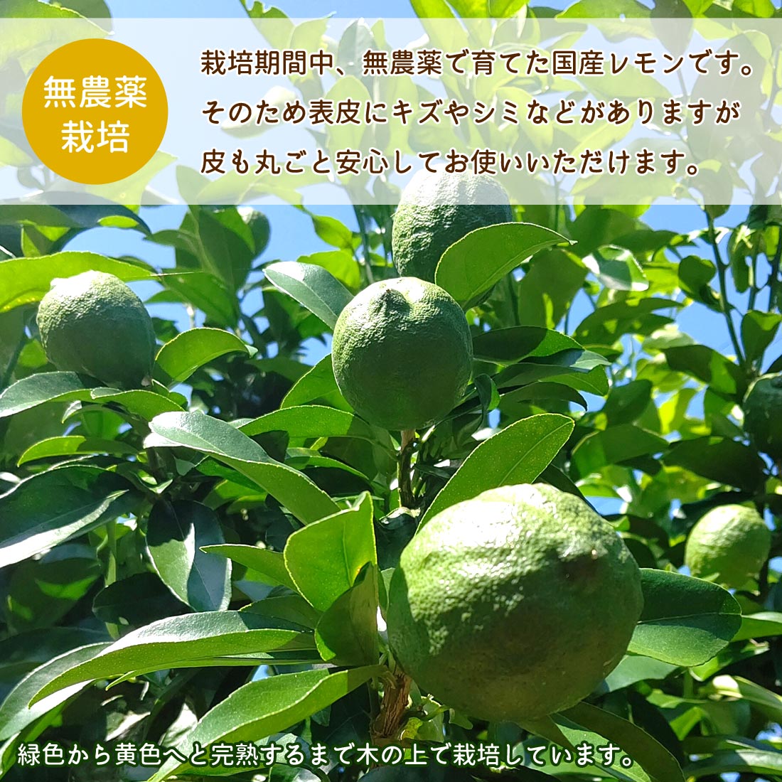 レモン 大玉 訳あり 5kg 栽培期間中 無農薬 国産 木成り完熟 特大