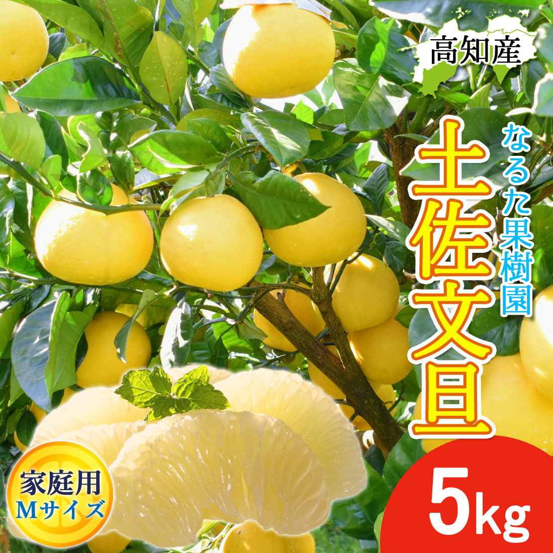 文旦 土佐文旦 家庭用 5kg 小 Mサイズ 13〜15玉 なるた果樹園 宿毛
