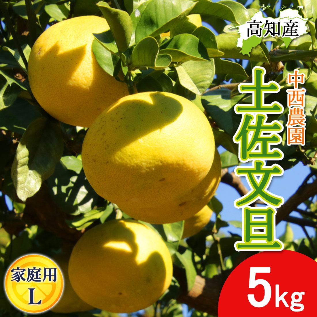 文旦　20kg 11 文旦 20kg 11 【公式通販】