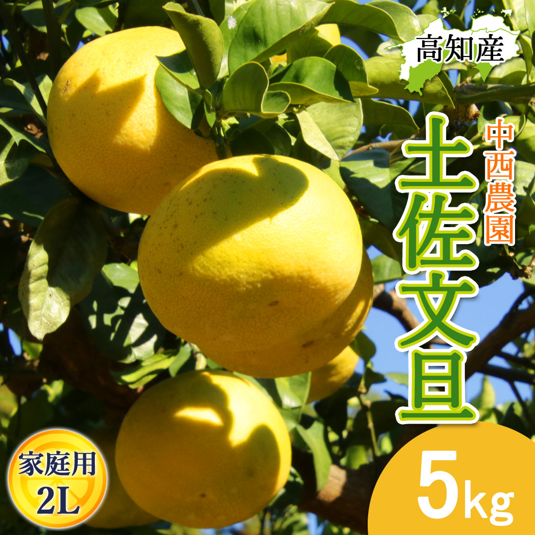 地元果物屋おすすめ高知宿毛産土佐文旦2Lサイズ20キロ家庭用大【メルカリ便送込 文旦 土佐文旦 家庭用 2Lサイズ10〜11玉 5kg 宿毛文旦 産直 中西農園