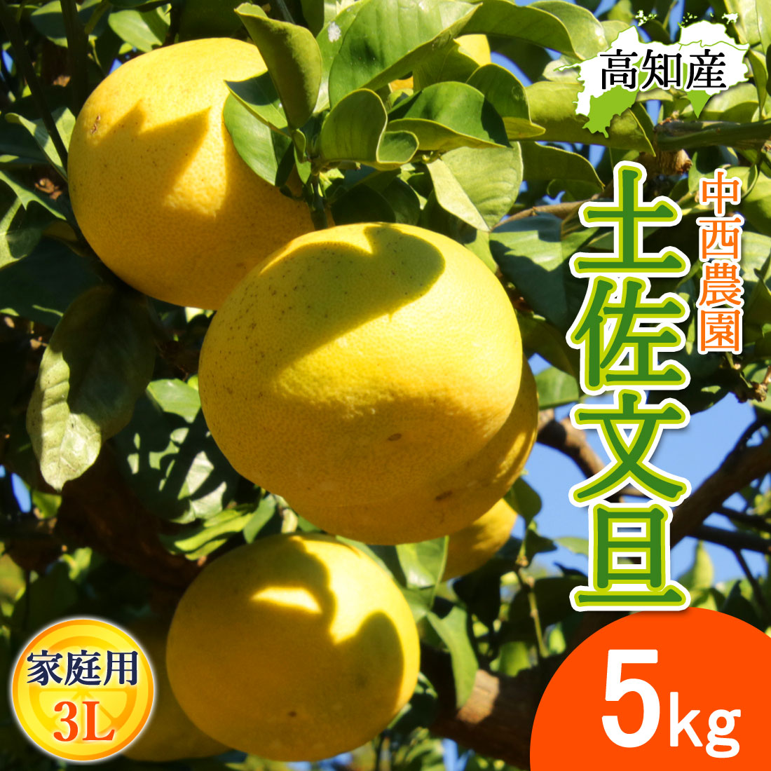 文旦 土佐文旦 家庭用 2Lサイズ10〜11玉 5kg 宿毛文旦 産直 中西農園