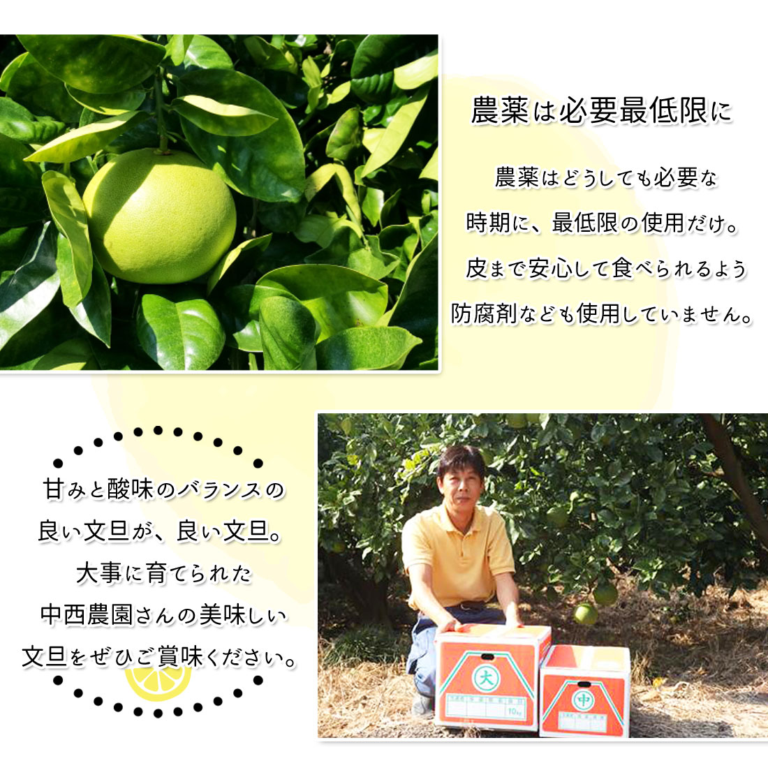 文旦 土佐文旦 家庭用 2Lサイズ10〜11玉 5kg 宿毛文旦 産直 中西農園