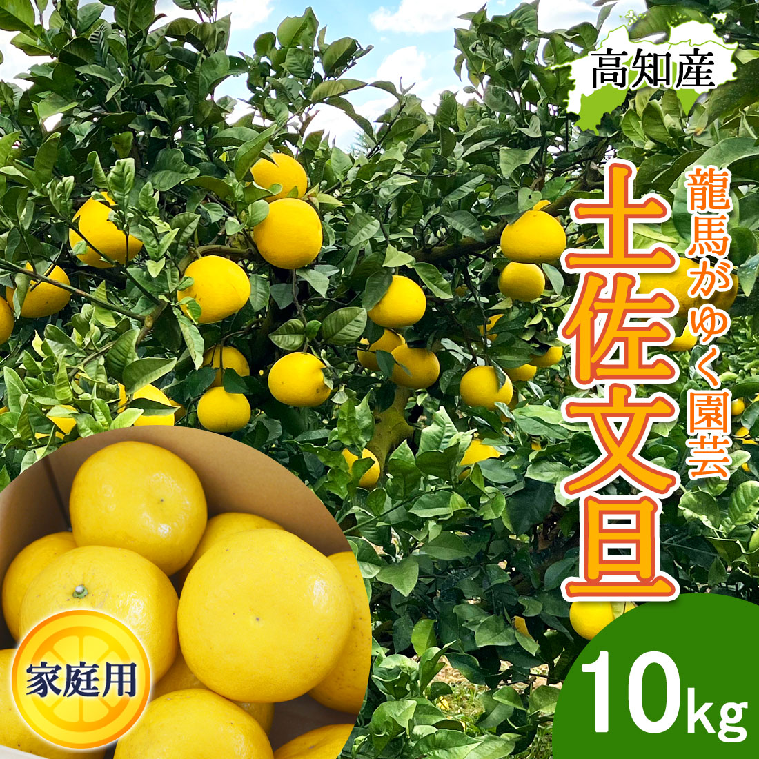 文旦 土佐文旦 家庭用 10kg 産直 龍馬がゆく園芸 宿毛 ぶんたん 宿毛市