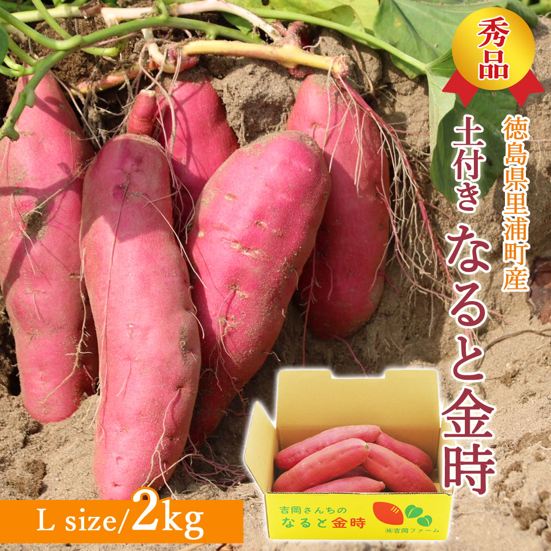さつま芋 鳴門金時 秀品 土付き 2kg Lサイズ 徳島県 鳴門 里浦産