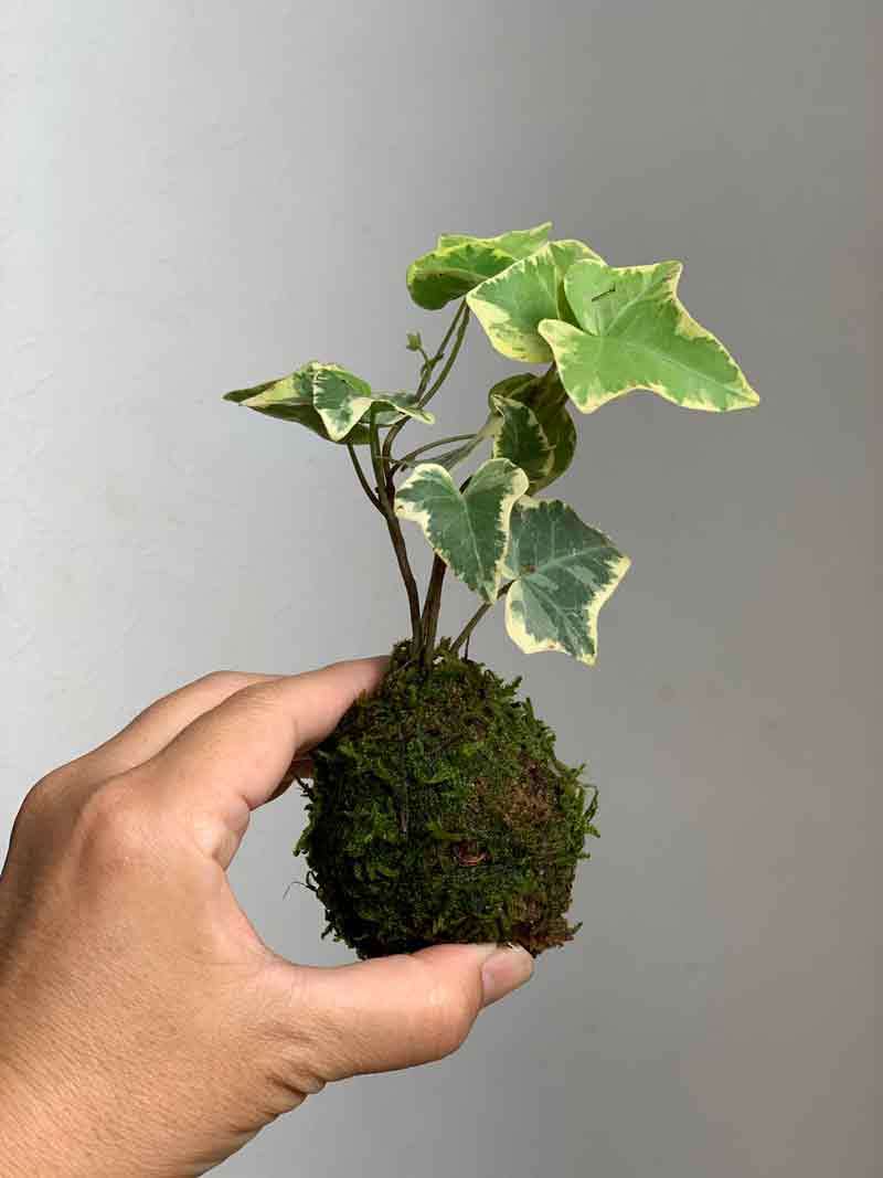 苔玉 盆栽 苔玉の入門版、丈夫で育てやすい【アイビーミニ苔玉・くらま岩器セット】 苔玉 こけだま コケダマ :kokedama964:みどり屋  和草(にこぐさ) - 通販 - Yahoo!ショッピング