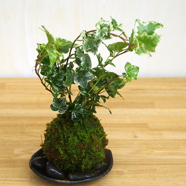 アイビーの苔玉