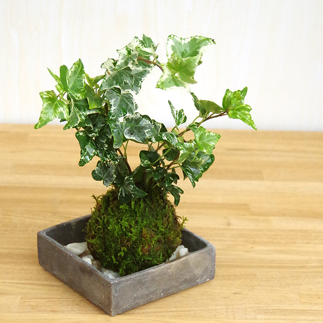 苔玉 盆栽 入門版 育てやすい アイビー 焼締角器セット こけだま