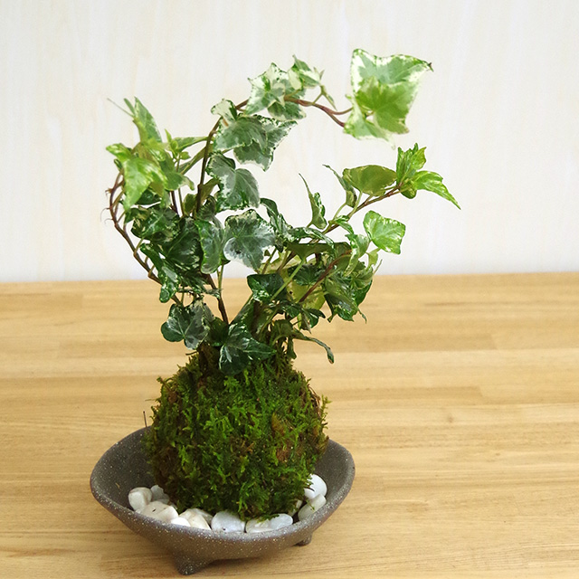 アイビーの苔玉