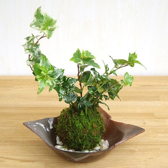 苔玉 盆栽 入門版 育てやすい アイビー 焼締茶器セット こけだま