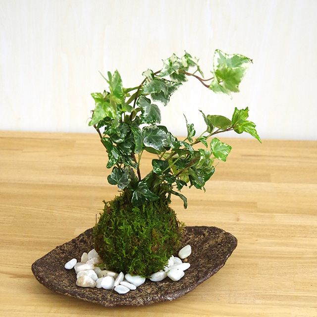 アイビーの苔玉
