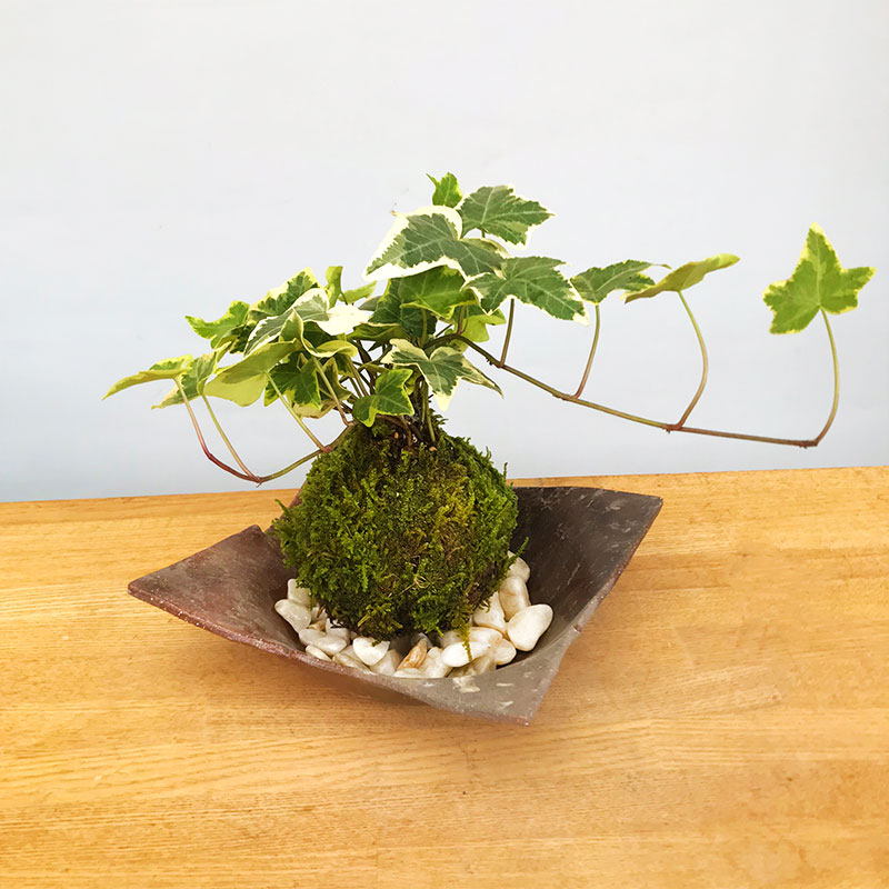 苔玉 盆栽 入門版 育てやすい アイビー 焼締茶器セット こけだま