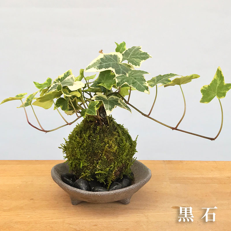 アイビーの苔玉